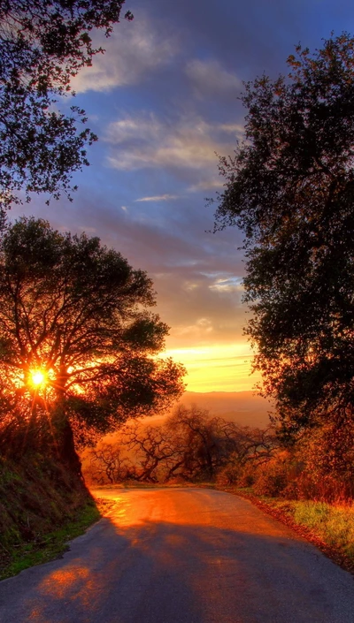 clouds, road, sky, sunset, trees