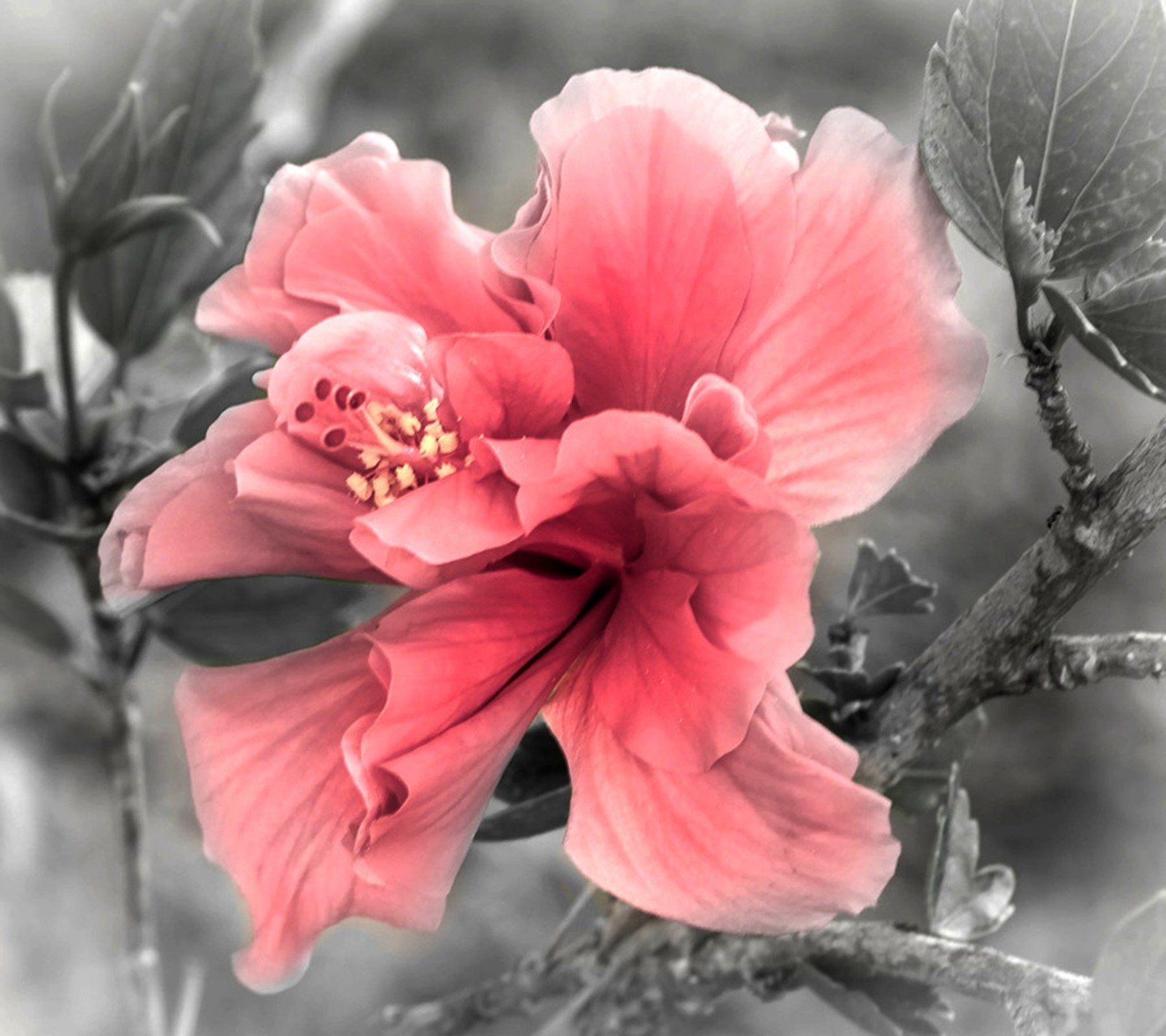 Hay una flor rosa que está floreciendo en un árbol (flor, primavera)