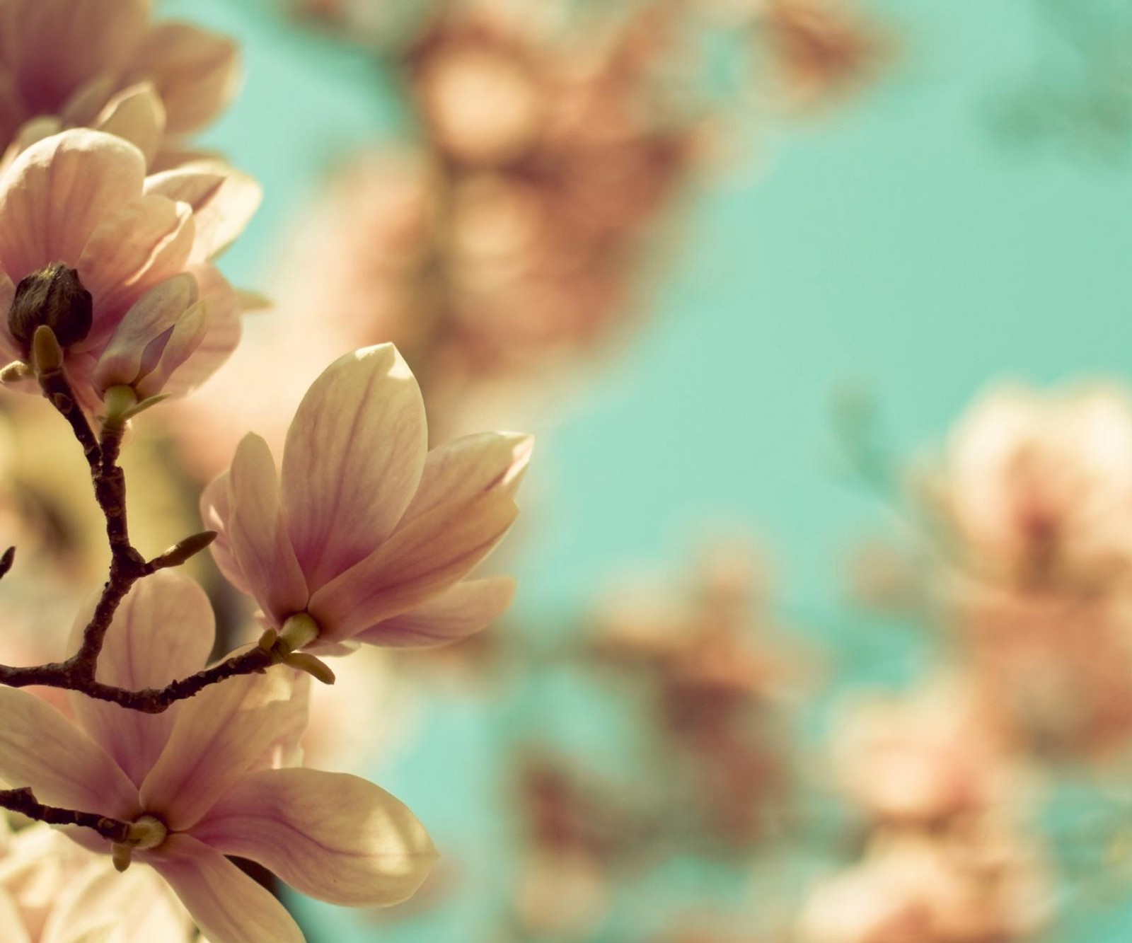 A close up of a tree with pink flowers on it (flower, macro, magnolia, nature, sky)