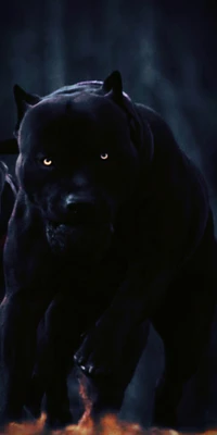 2020, black, dog, drak, eyes wallpaper