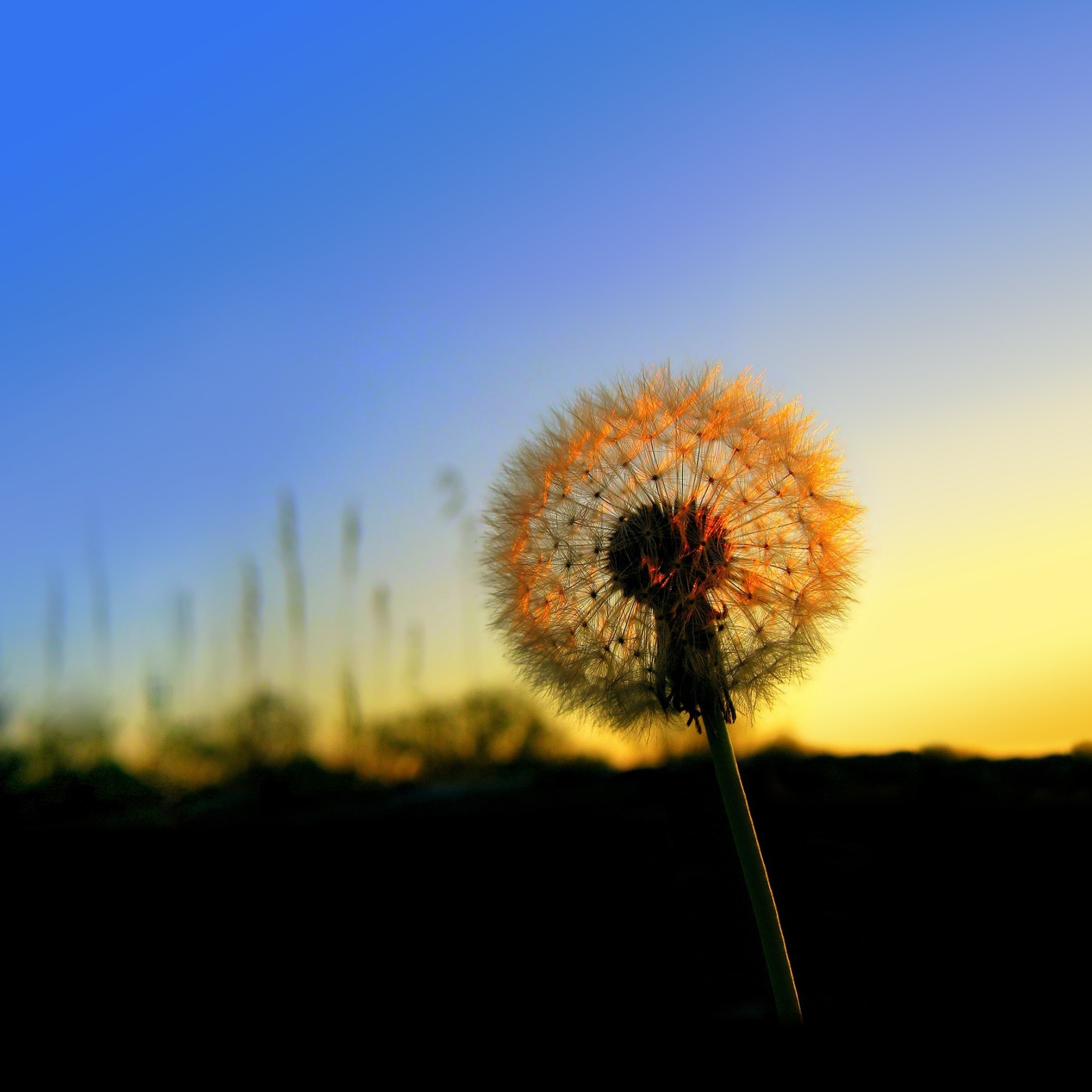 Un pissenlit au coucher du soleil avec un ciel bleu (pissenlit, coucher de soleil)