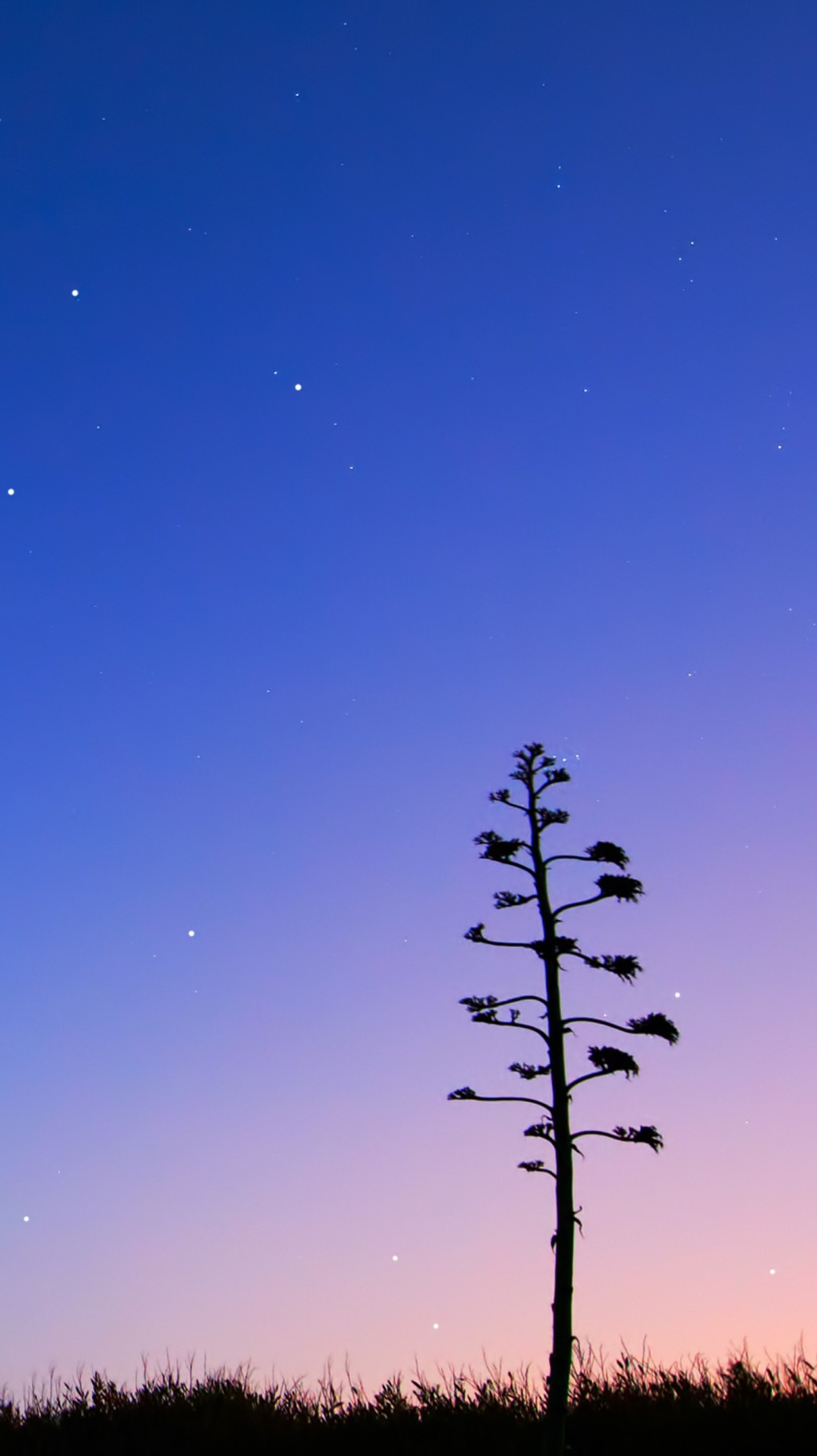 Uma árvore solitária em primeiro plano com um céu cheio de estrelas (4k, hd, noite, céus)