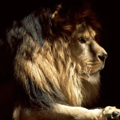 Majestic Lion in Natural Light