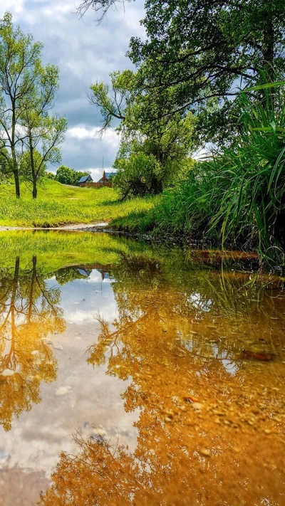 Estanque sereno que refleja la exuberante vegetación y un cielo nublado.