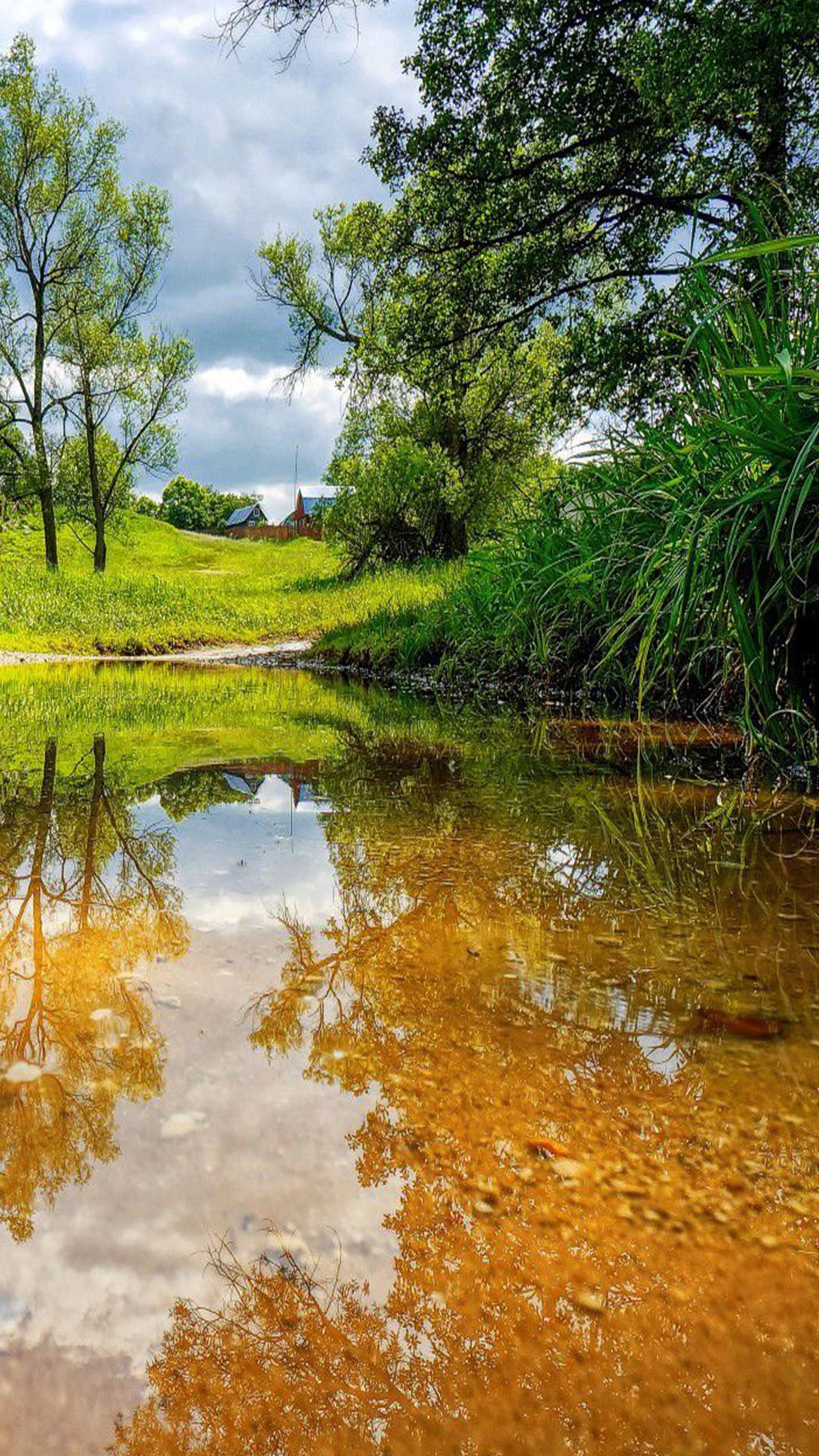 Trees are reflected in a small pond of water (pond, water)