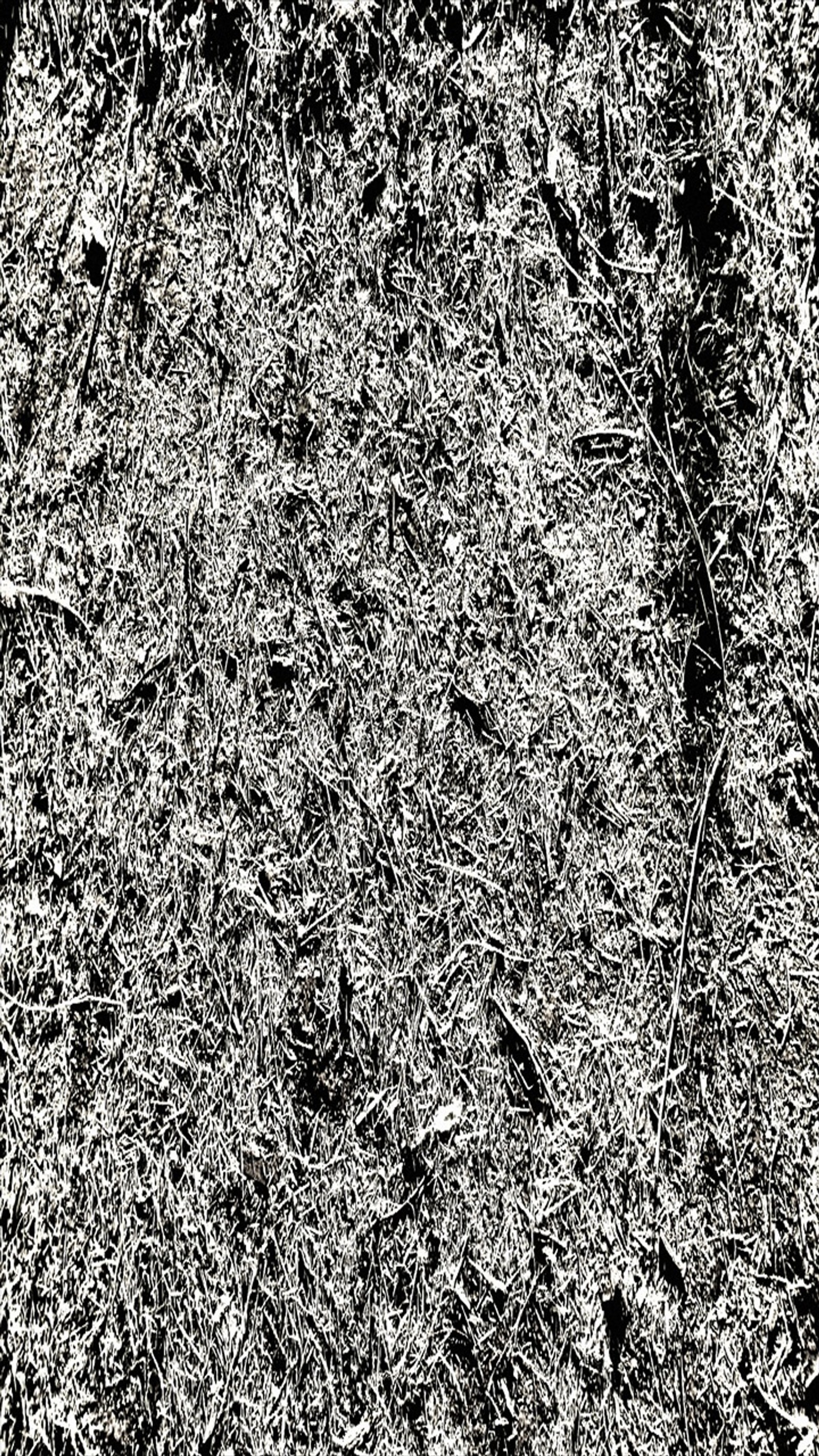 Arafed black and white photograph of a field of grass and weeds (abstract, black, wallpaper)