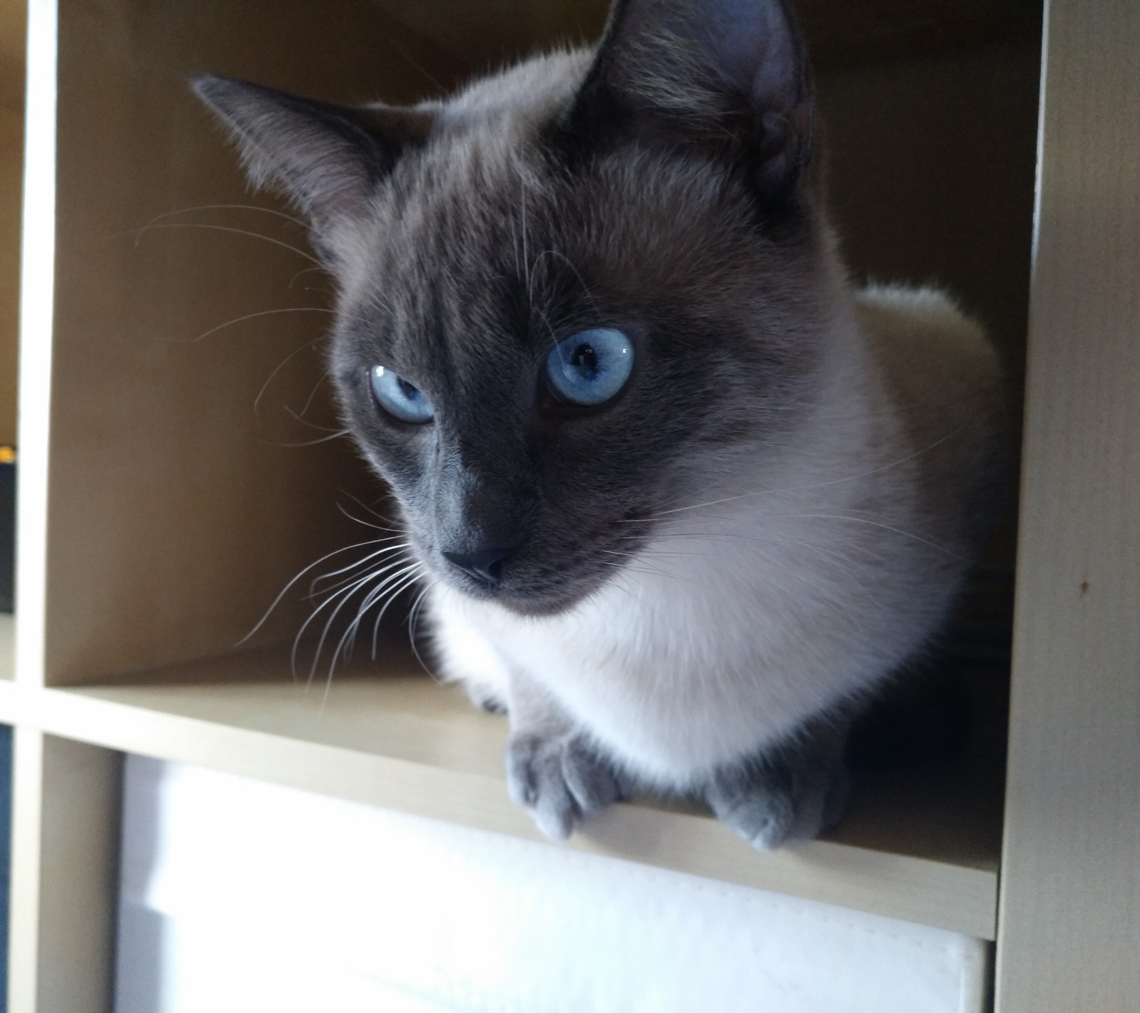 Un gato sentado en una estantería en una habitación (gato, ojosazules, siames, travieso)