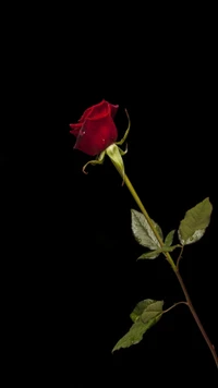 Elegant Red Rose on Black Background - 4K