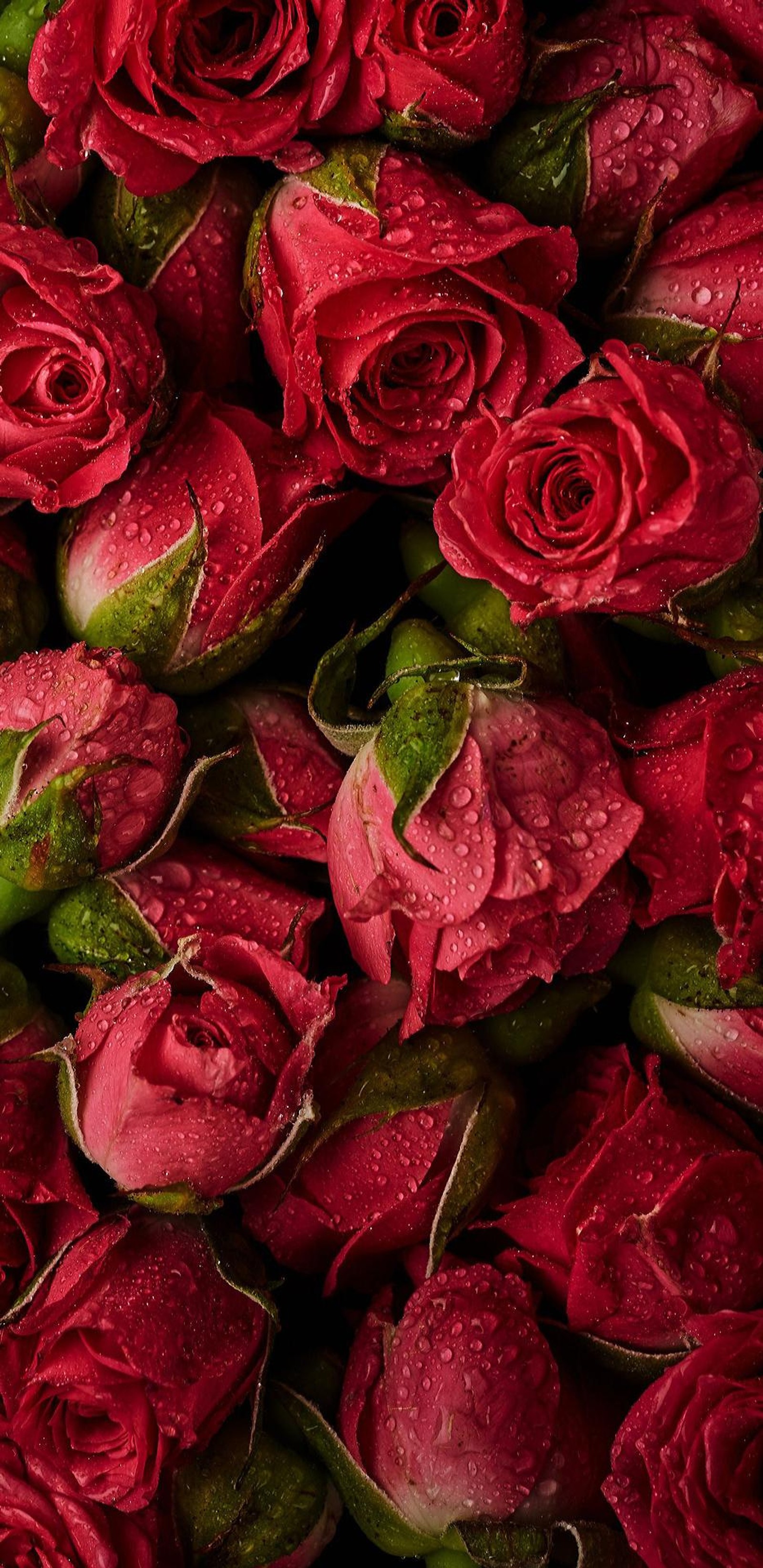 Un primer plano de un ramo de rosas rojas con gotas de agua (floral, flor, rosa, rosas)