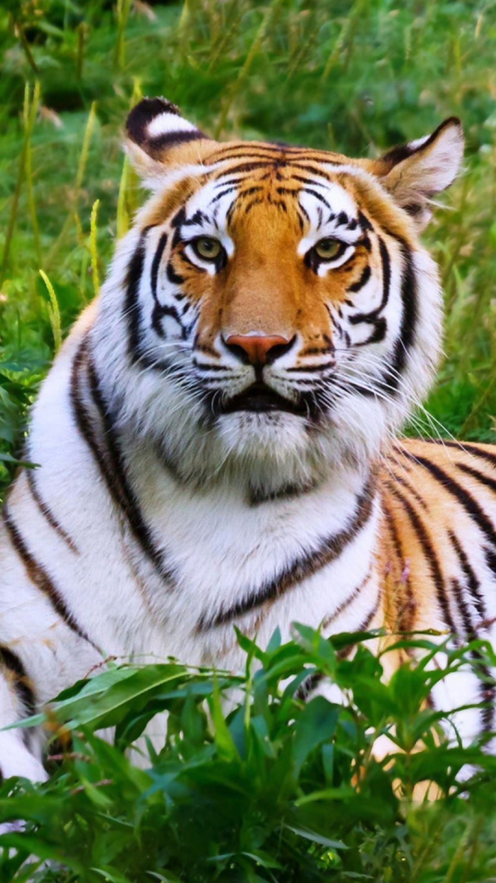 There is a tiger that is laying down in the grass (animal, hd, tiger, wild)