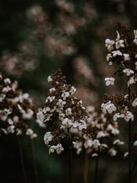 Flores silvestres delicadas en el abrazo del invierno