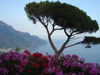 positano, tree, vegetation, plant, flower wallpaper