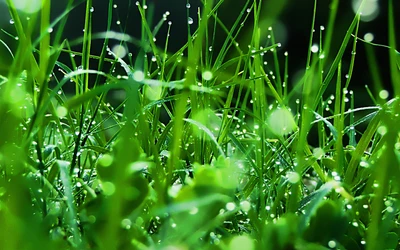 rocío, verde, agua, humedad, gota