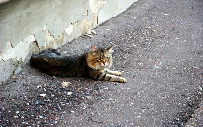 Un gato atigrado descansando sobre una superficie texturizada, mostrando su actitud relajada.