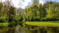 Tranquil Summer Reflection in a Lush Riparian Ecosystem