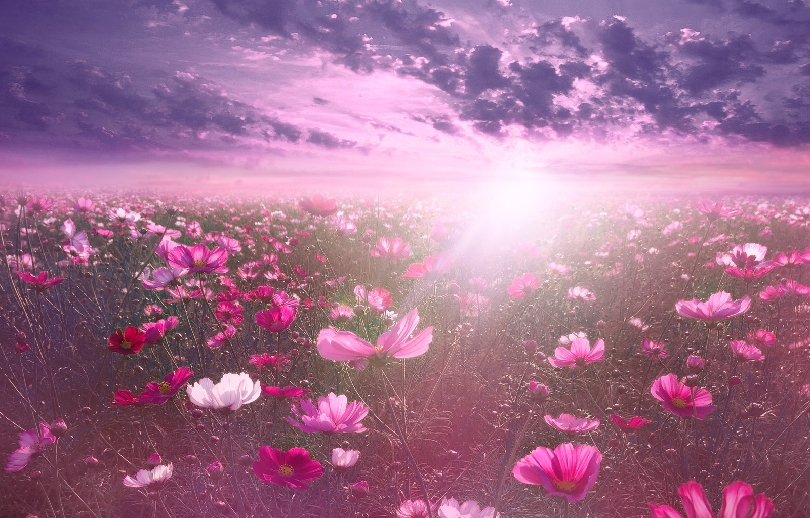 pink flower, cosmos, sunrise, garden, sky view Download Wallpaper