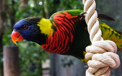 Lorito arcoíris vibrante colgando de una cuerda