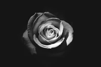 rose, black and white, black rose, flower, white wallpaper