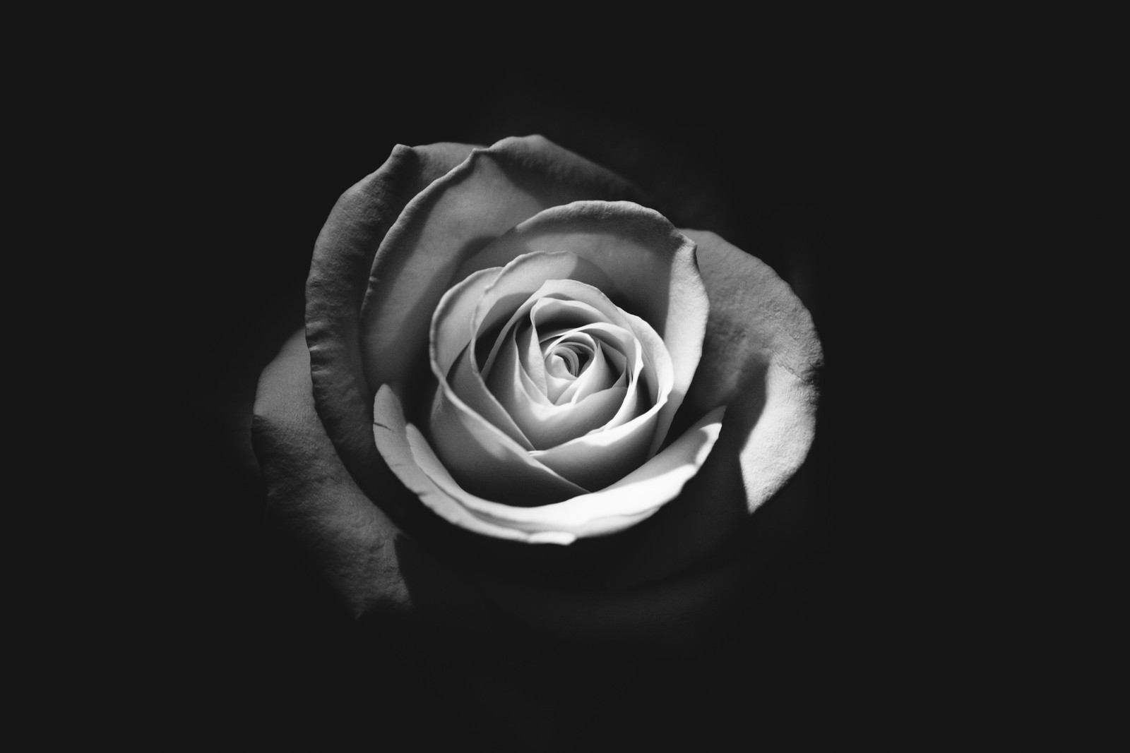 A black and white photo of a rose in the dark (rose, black and white, black rose, flower, white)