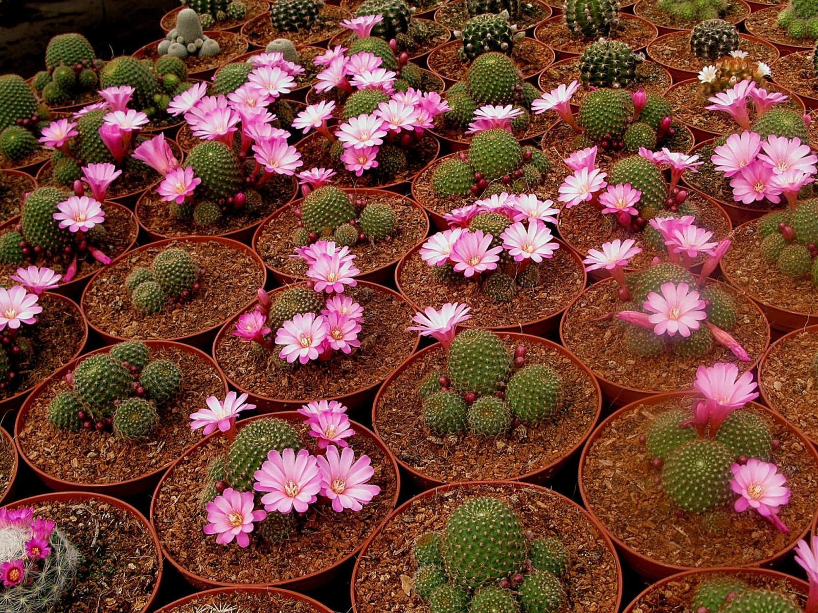 Un primer plano de un grupo de plantas en macetas con flores rosas (cactus, planta floreciendo, cobertura del suelo, planta de interior, planta anual)