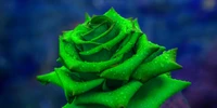 verde, rosas de jardín, rosa, flor, planta