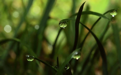 Gotas de orvalho na grama verde exuberante: uma captura de macrofotografia