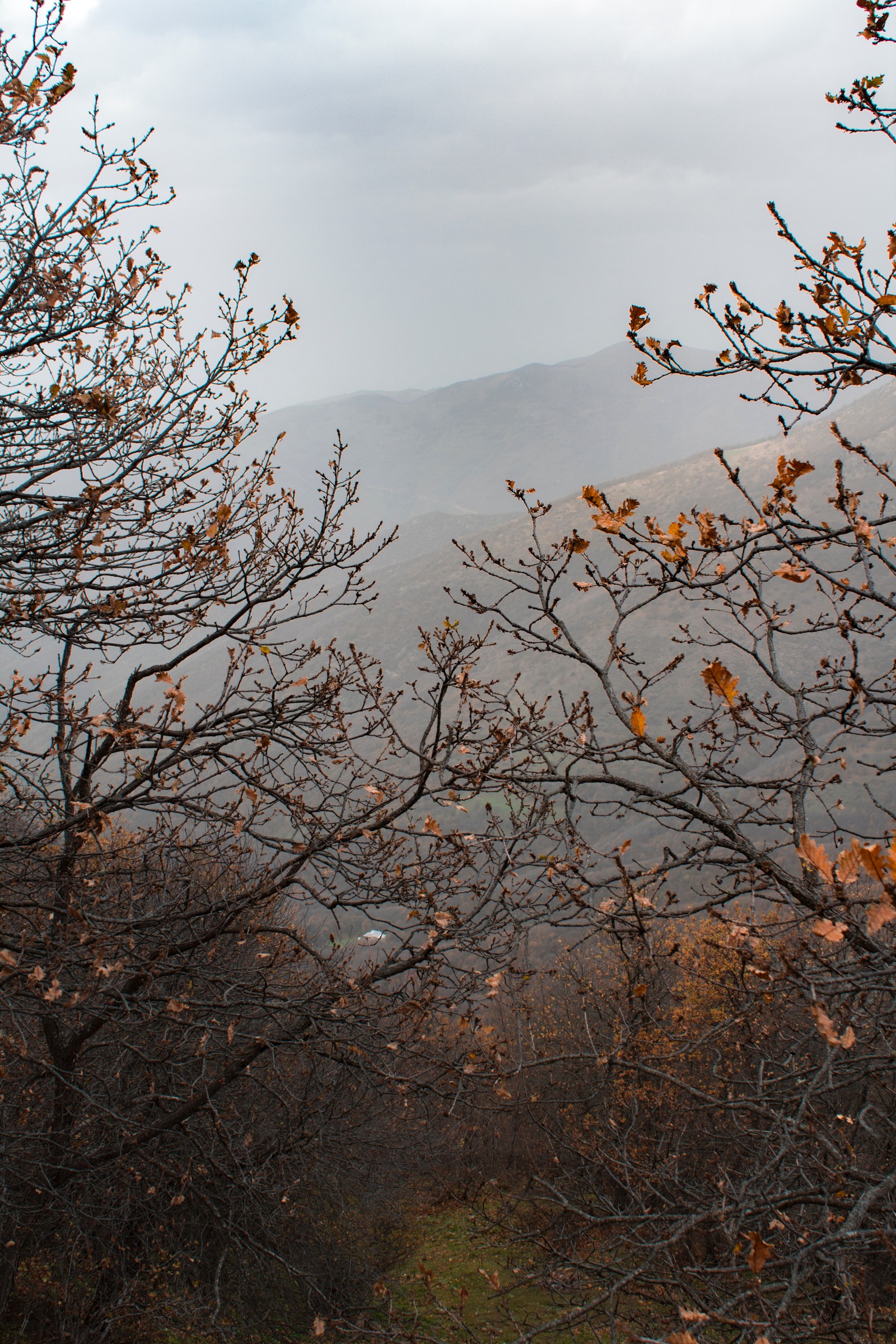 Lade herbst, baum, zweig, blatt, vegetation Hintergrund herunter