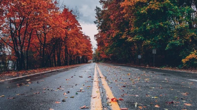 Route d'automne à travers un feuillage vibrant