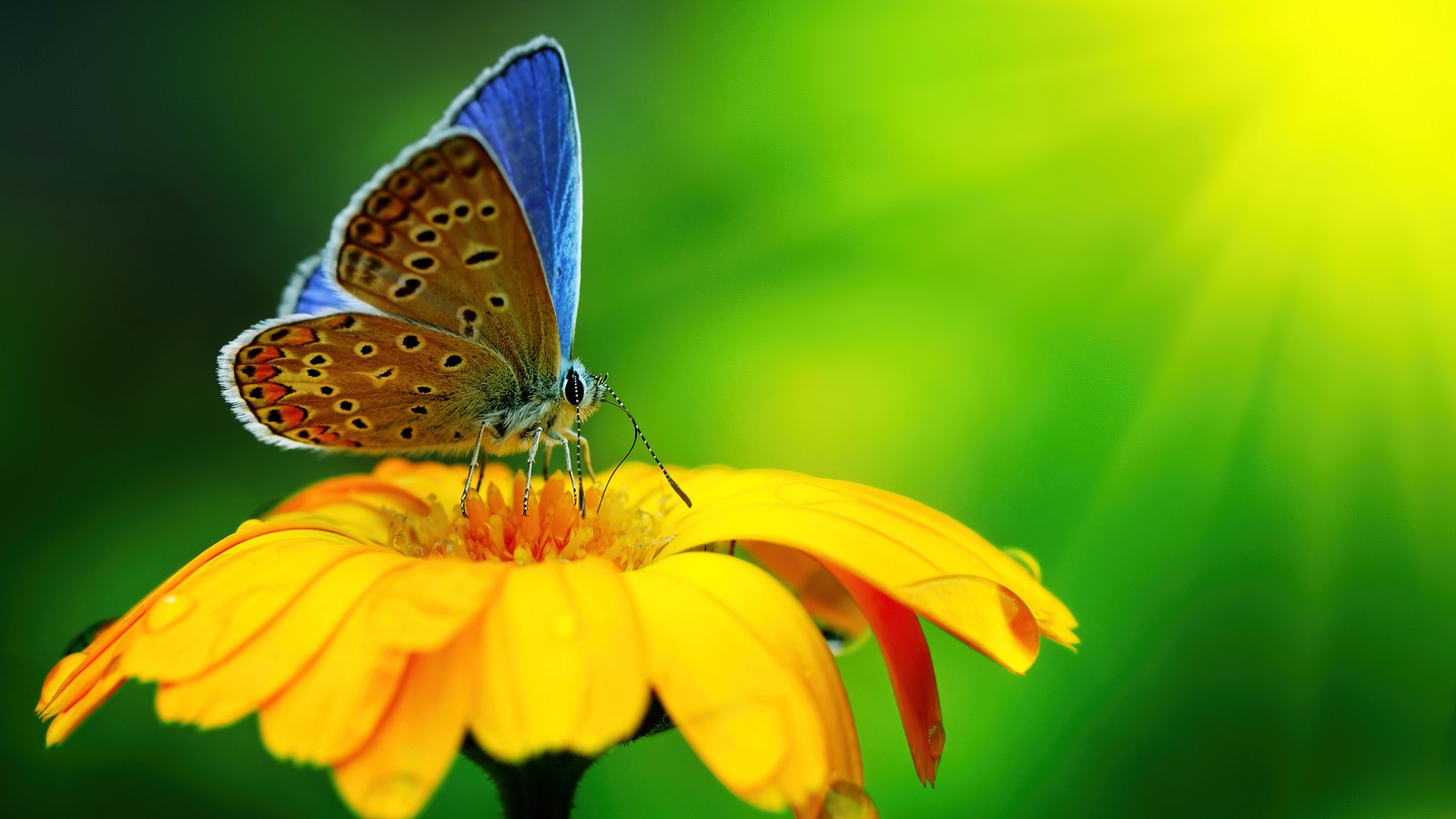 Gros plan d'un papillon sur une fleur jaune avec un fond vert (papillon, fleur, insecte, animaux)