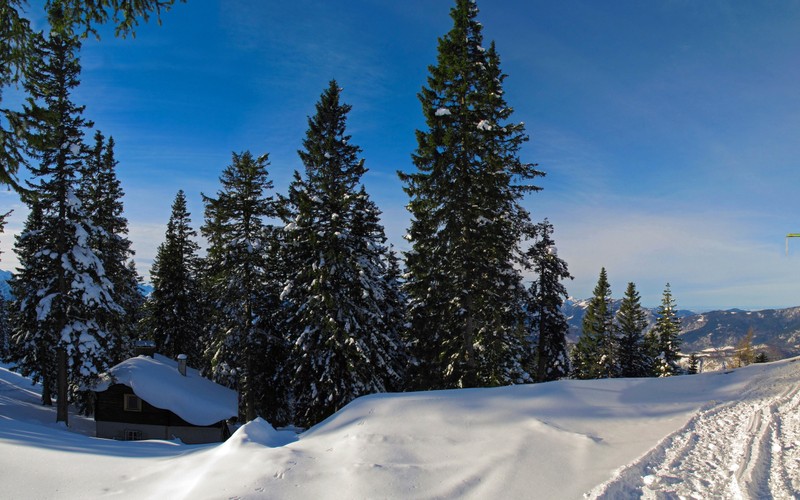 Лыжники спускаются с snowy горы с деревьями на заднем плане (снег, зима, дерево, древесное растение, ель)