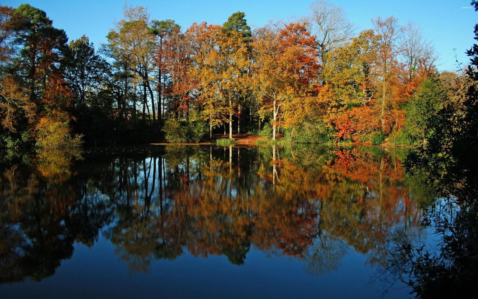 Bäume spiegeln sich im wasser eines sees im herbst (reflexion, natur, blatt, wasser, herbst)