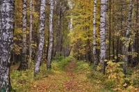 Chemin d'automne à travers un bosquet de bouleaux dans une forêt tempérée