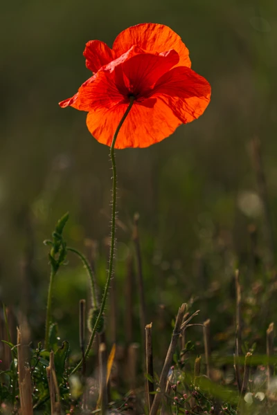 Vibrant Orange Common Poppy Against a Natural Background