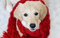 Cachorro de Golden Retriever envuelto en una acogedora bufanda roja