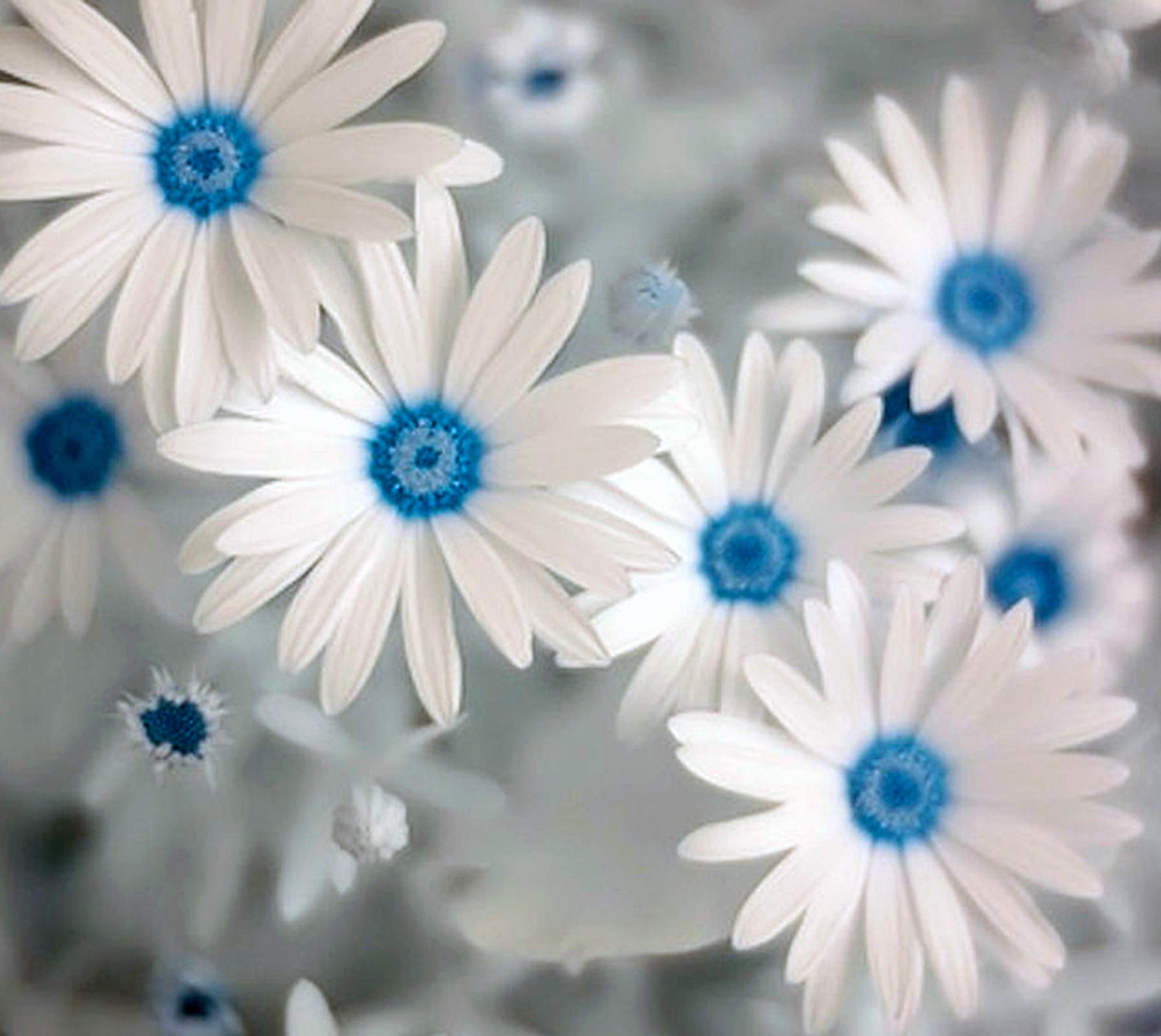 flowers, white wallpaper