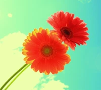 Vibrant Red Gerbera Daisies Against a Bright Sky