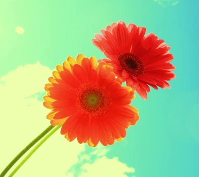 Vibrant Red Gerbera Daisies Against a Bright Sky