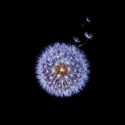 Galáxia abstrata de sementes de dente de leão iluminadas como fogos de artifício