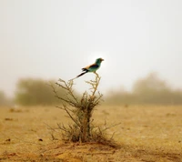 Colorful bird perched on a solitary bush in a hazy desert landscape.