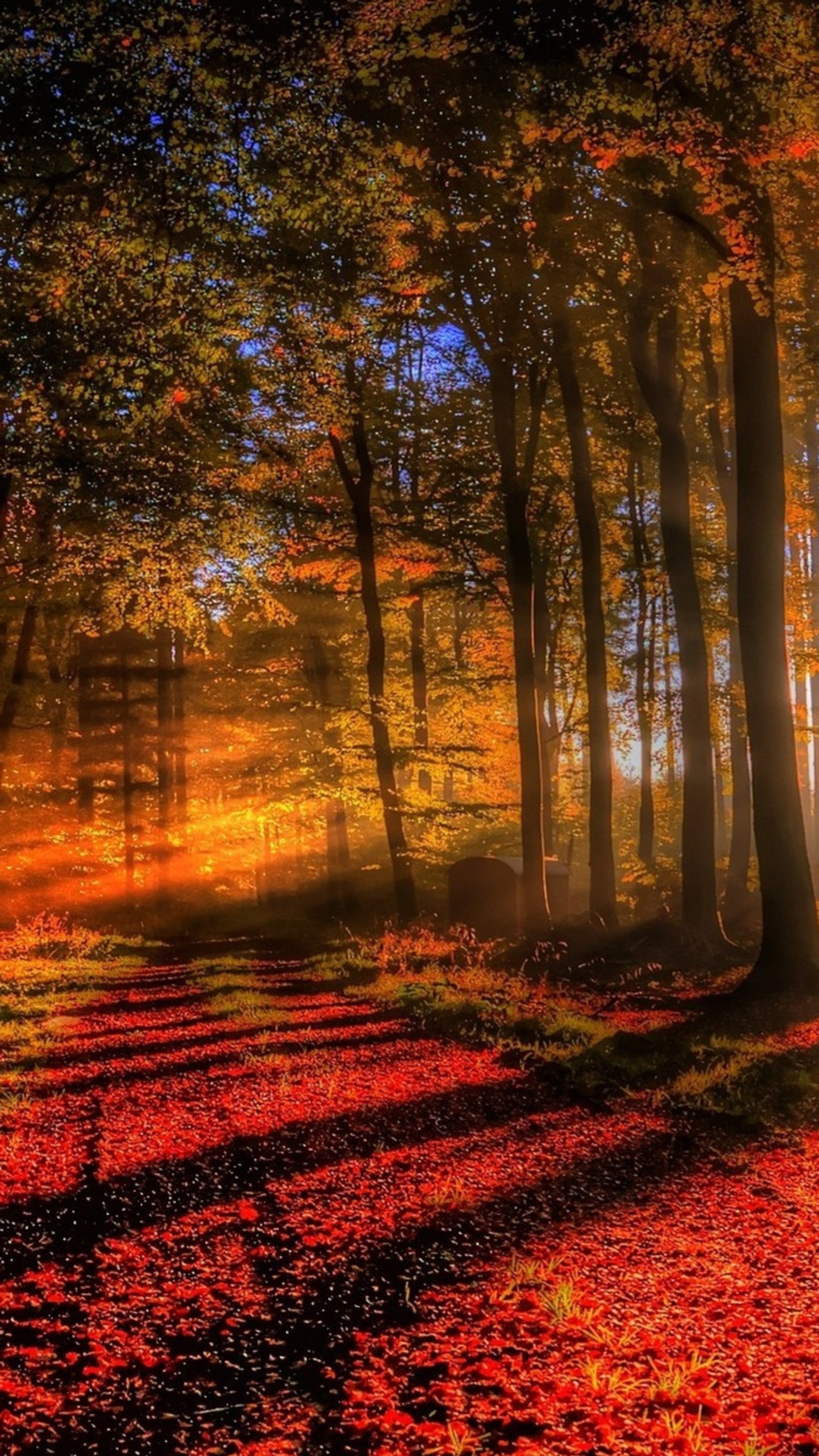 Lumière du soleil filtrant à travers les arbres dans une forêt avec des feuilles rouges (dfg, gfds)