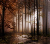 forest trees light, nature, path, water background