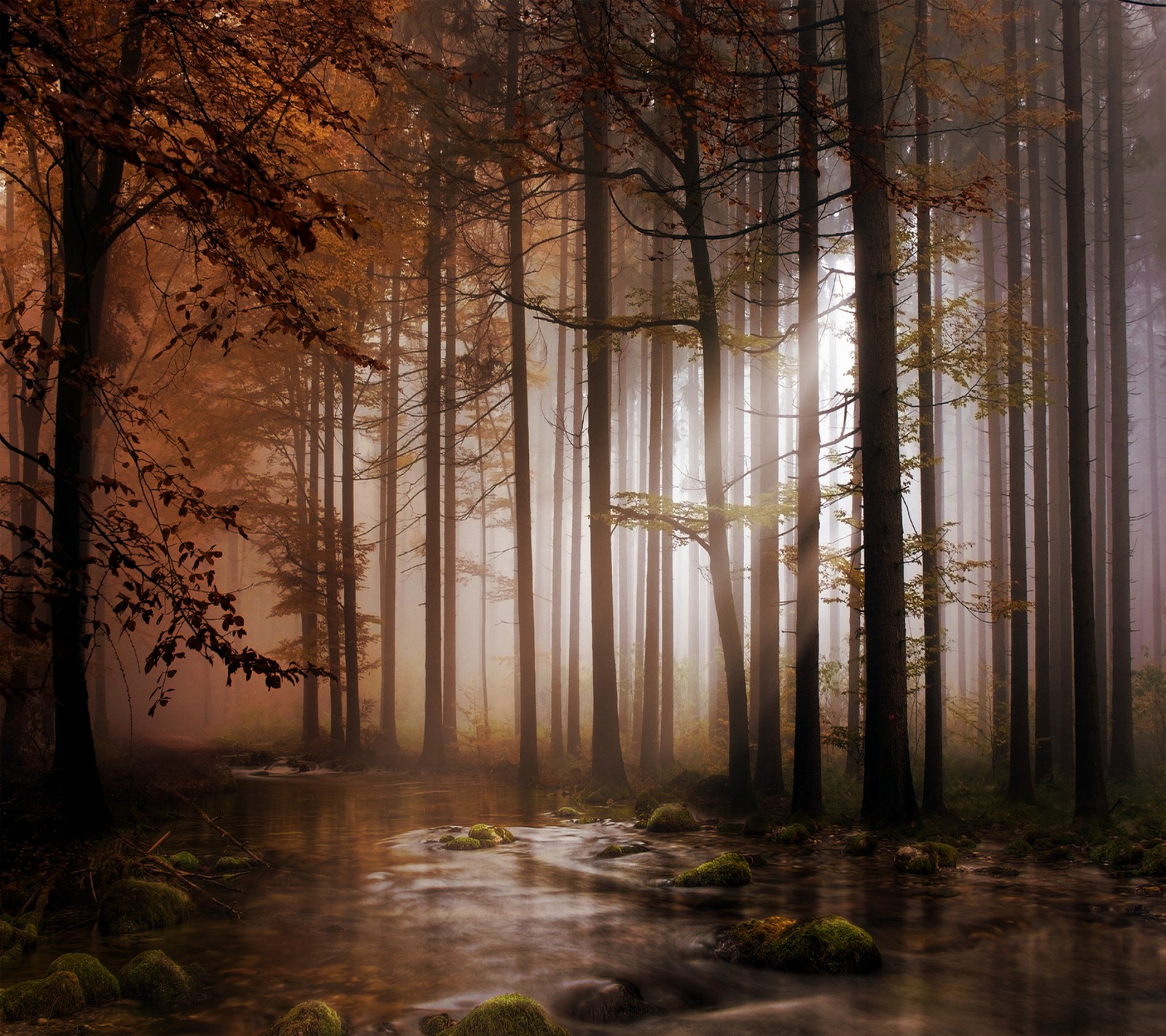 Trees in a forest with a stream of water in the foreground (forest trees light, nature, path, water background)