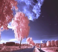 Paysage fantaisiste teinté de rose avec des arbres et une route sereine