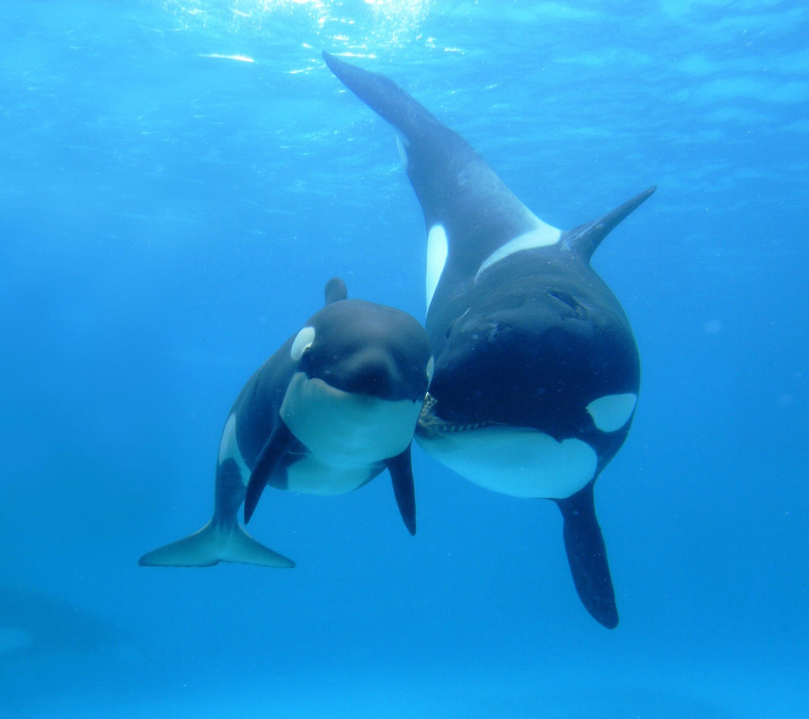 Lade tiere, delfine, weltmeer Hintergrund herunter