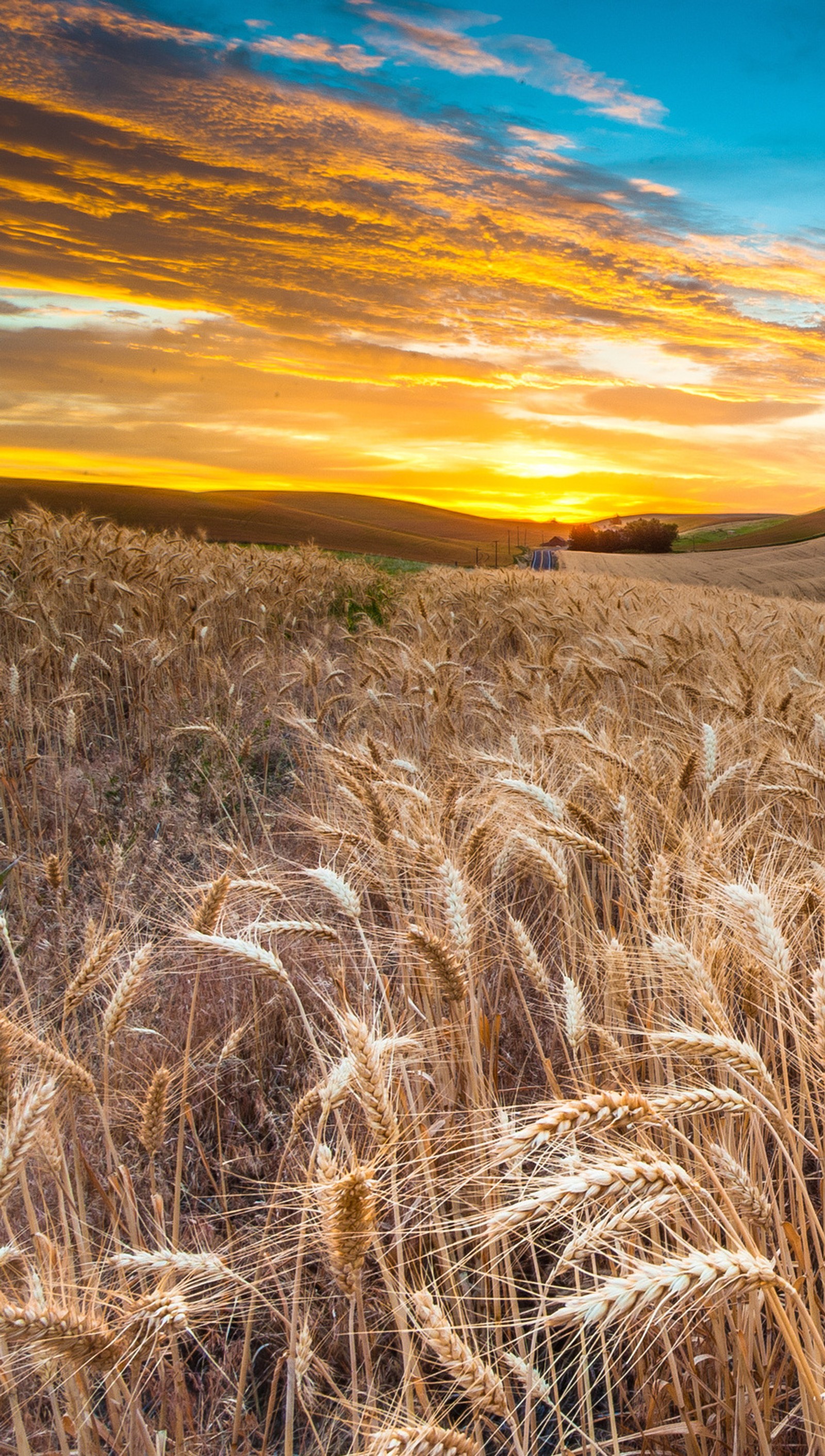 country side, dawn, wheat wallpaper