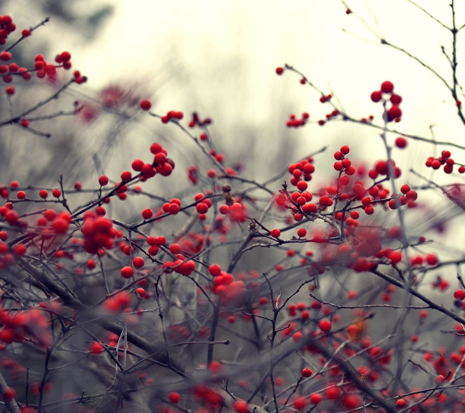 Ein roter beerbaum mit roten beeren daran (herbst, natur)