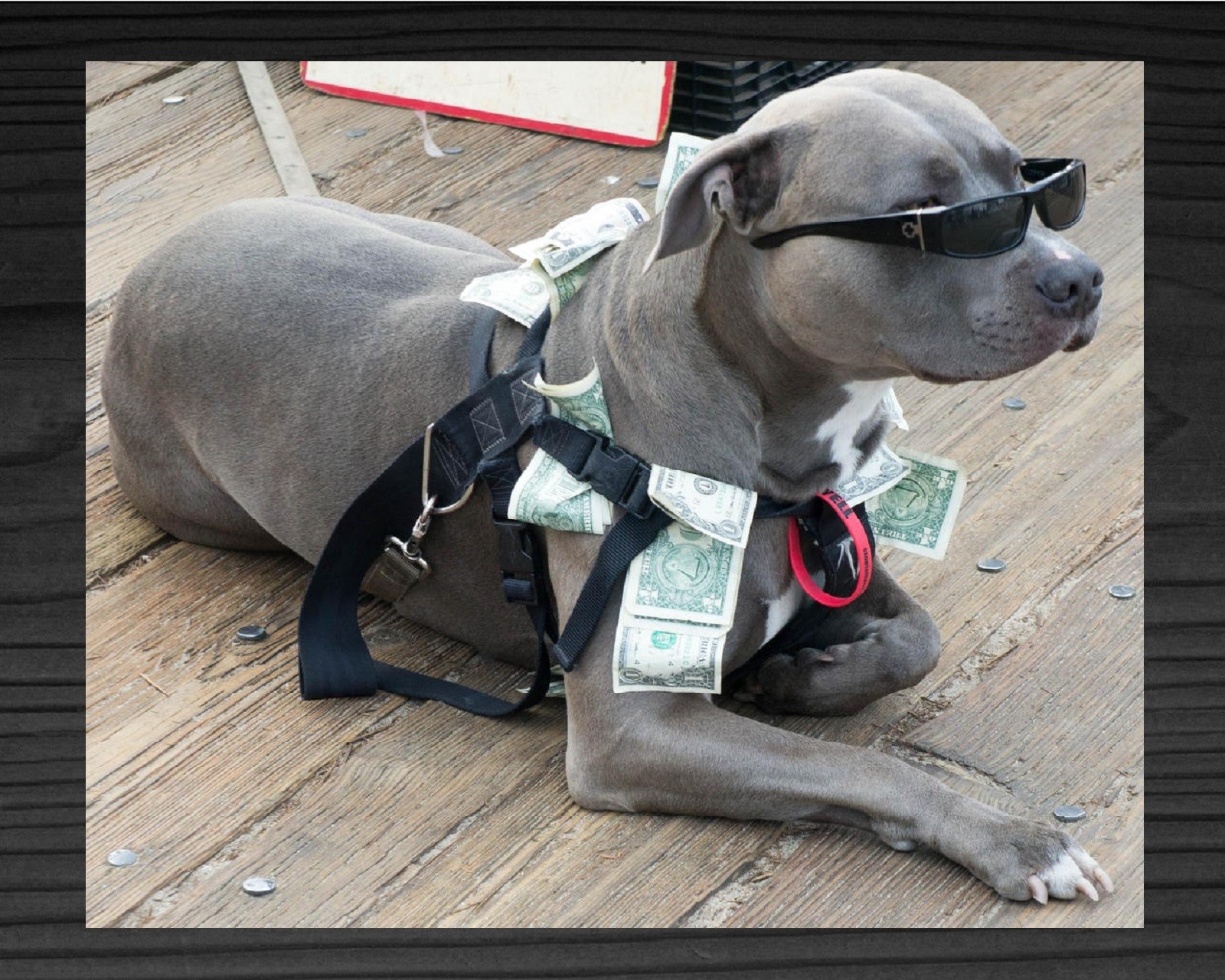 Ein afrikanischer hund mit sonnenbrille und geld, das an seinem geschirr befestigt ist (hund, welpe)