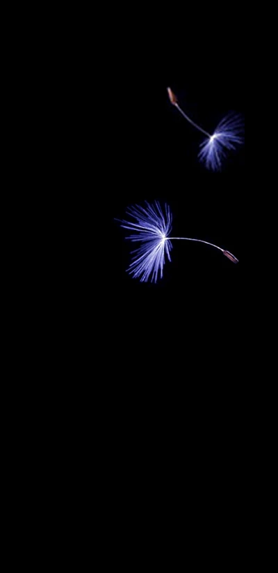 Delicate Dandelion Seeds on a Black Background