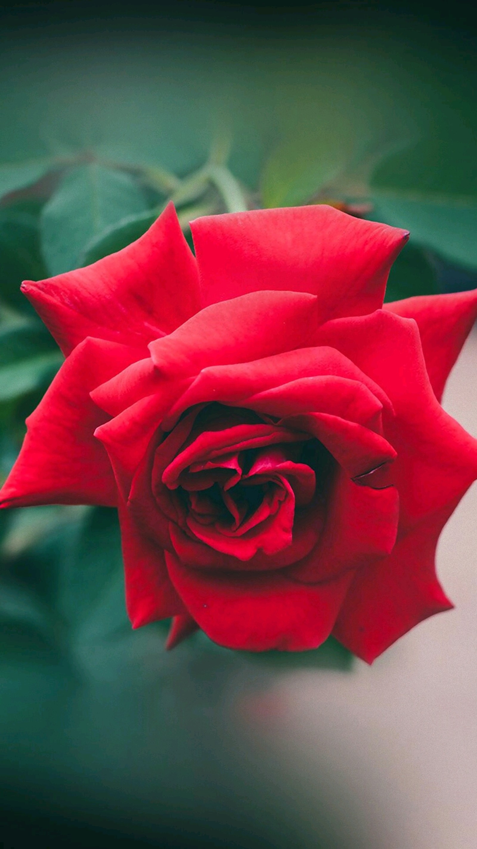 Une rose rouge fleurit dans le jardin (fleur, rose)