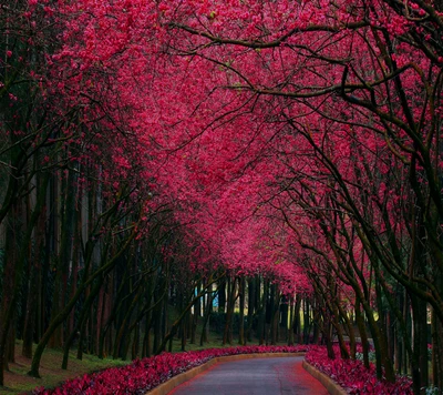 Cúpula rosa en flor sobre un camino sereno